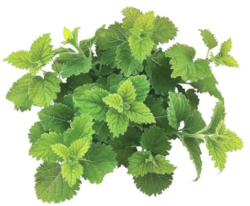 60 Semi di Melissa Officinale - SemiSelvaggio Permacultura