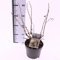 Prunus incisa 'Kojou-no-mai' – Zwerg-Kirschbaum (40-60 cm) – Geschlitzte Kirsche für Garten & Terrasse – Winterhart, Dekorativ, Pflegeleicht, Ideal für Bonsai und kleine Gärten