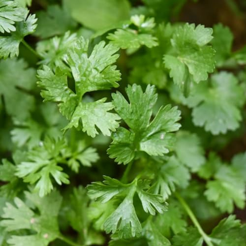 Coriander Seeds - 250 Fresh Cilantro Herb Seeds – Plant and Grow Your Own Herbs Ideal for Greenhouse, Garden, Polytunnel, Growbags, Large Pots or Containers - Packed in The UK by Meldon Seeds