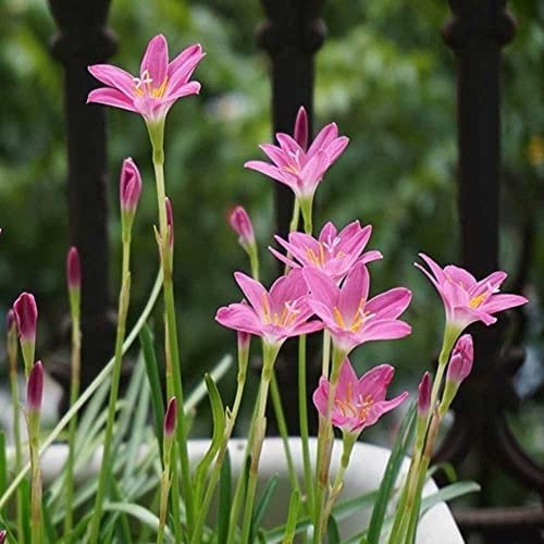 FStening 6 Pezzi Di Zephyranthes Bulbi Rosa Rari E Carini Facili Da Mantenere Di Livello Base Fiori Di Giglio Della Pioggia Adatti Ai Principianti Da Piantare A Casa