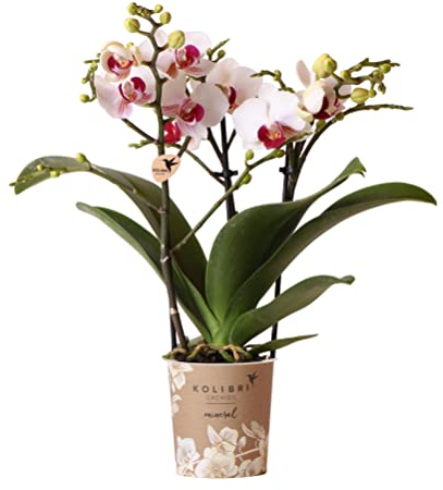 Kolibri Orchids | Weiße Phalaenopsis-Orchidee - Mineral Gibraltar - Topfgröße Ø9cm | blühende Zimmerpflanze - frisch vom Züchter