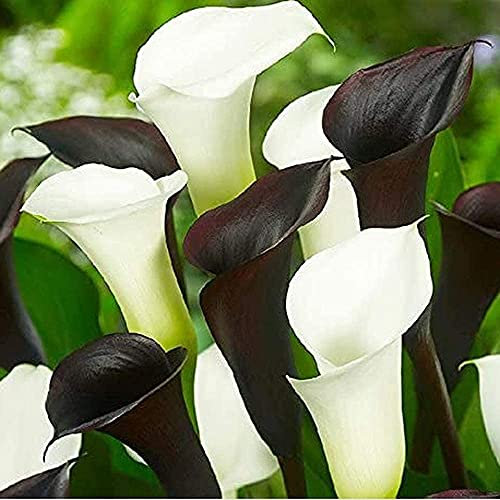 Calla-Lilienzwiebel, winterhart, grünblättrig, seltene Arten, Dekorationen, geheimer Garten, Weihnachtsgeschenke, mehrjährig, Pflanzen, duftend, Luft reinigend – 10 Samen