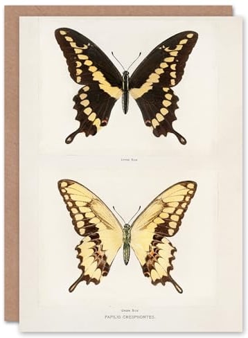Artery8 Sherman Denton Art Card Giant Swallowtail Butterfly