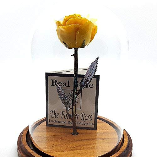 Forever Rose USA Marke – Die Schönheit und Das Biest Rose – Enchanted Rose – Das ist Eine Echte Rose. Gelb