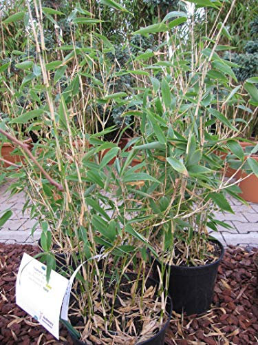 Fargesia murielae Dino - Gartenbambus Dino Preis nach Größe 60-80 cm
