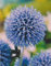 Kugeldistel Echinops ritro Distel3 Wurzelstücke Winterhart Staude