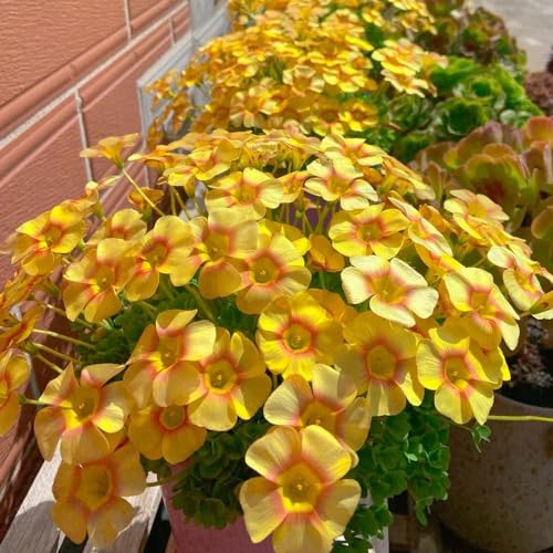 8 pcs oxalis triangularis pflanze zwiebeln - hängepflanzen winterhart mehrjährig (Oxalis corniculata) exotische pflanzen winterhart, pflanzen geschenk balkonblumen, blumenzwiebeln