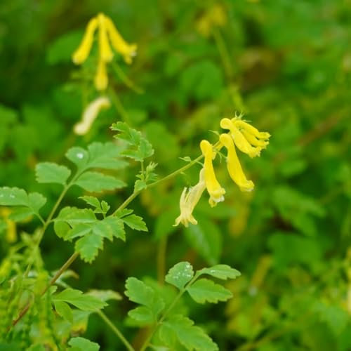 200 pz Semi di speronella, Corydalis solida, semi di erbe, giardino semi di piante esotiche, semi biologici Letto per erbe da interno, semi biologici semi di erbe aromatiche, balcone