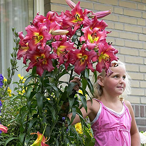 1x Bulbo lirio Bulbos Flores para plantar Bulbo Lilium Bulbos de flores baratos Lirios bulbos Lilium Satisfaction XXL