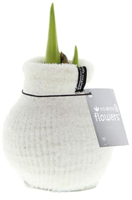 Bloomique - Amaryllis-Zwiebel in Wachs - gemütliches Weiß - Blumenzwiebel - keine Wasserblumen - Weihnachtsdekoration - Höhe 15-25 cm bei Lieferung - Wird bis zu 40-60 cm groß - 10 cm Durchmesser