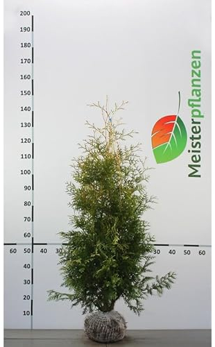 Lebensbaum Thuja Brabant 100-120 cm. 12 Koniferen. Immergrüne Heckenpflanze