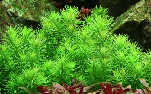 AquaOne Aquarium Pflanze In Vitro Pogostemon deccanensis Wasserpflanze 1-2-Grow. Aquariumpflanze Becher Labor-Aquarienpflanzen Dekoration Aquascaping