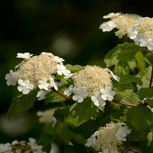 Hortensia Quercifolia Snowqueen - Hydrangea Quercifolia Snowquepot 3l - Plante En Pot - Hauteur 40 cm
