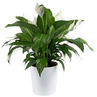 Costa Farms Peace Lily Live Plant in Decorative Pot, Air Purifying Flowering Large Indoor Houseplant, Perfect for Home, Room, or Office Decor, Great House Warming or Birthday Gift, 2-3 Feet Tall