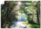 ARTLAND Wanddeko Poster & Kunstdrucke Wandposter 100x70 cm Bild ohne Rahmen Querformat Landschaft Wald Natur Bäume Frühling Sonne U1TD