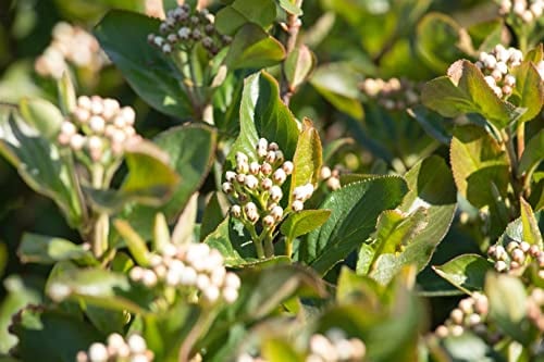 Aronia melanocarpa 'Aron' 40-60 cm - Schwarze Apfelbeere, weiße Blüten, Blütezeit Mai, essbare Früchte, ideal für Hecken, bienenfreundlich und winterhart