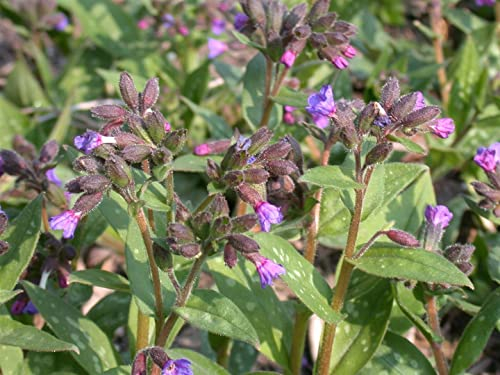Pulmonaria saccharata 'Lewis Palmer' ca. 9x9 cm Topf - Lungenkraut, rosa bis blaue Blüten, Blütezeit März-Mai, bienenfreundlich, ideal für schattige Beete