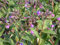 Pulmonaria saccharata 'Lewis Palmer' ca. 9x9 cm Topf - Lungenkraut, rosa bis blaue Blüten, Blütezeit März-Mai, bienenfreundlich, ideal für schattige Beete