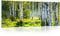 Glasbild Wald Natur Landschaft Birkenwald 125x50 cm Modern Glasbilder Wohnzimmer Schlafzimmer Badezimmer Bilder auf Glas Bild groß XXL einteilig Querformat Wandbild Wandbilder Aufhängfertig