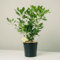 Plantì PITTOSPORUM TOBIRA Arbusto sempreverde, vaso da 19 cm. Piante vere da esterno per giardino e terrazzo, con crescita verticale e fogliame denso. 6 mesi di concimazione inclusi
