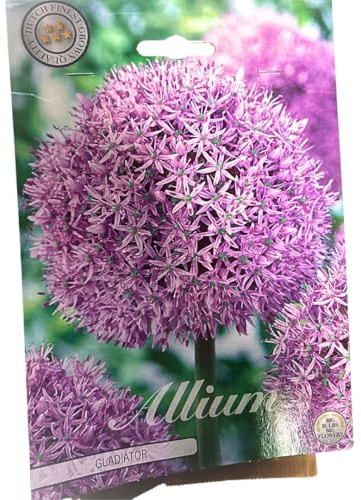 Blumenzwiebeln in Geschenkverpackung - Zwiebeln, Knollen verschiedener winterharter Pflanzen für Garten und Balkon - bunt (Allium Gladiator 3 Stück)