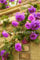 Ponak Neue 100 PC Kletterrose Blumensamen für die Gartenarbeit lila