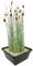vdvelde.com - Zwergrohrkolben - 4 Stück - 1 Teichkorb - Typha Minima - - Sumpfpflanze- Ausgewachsene Höhe: 60 cm- Platzierung: -1 bis -10 cm