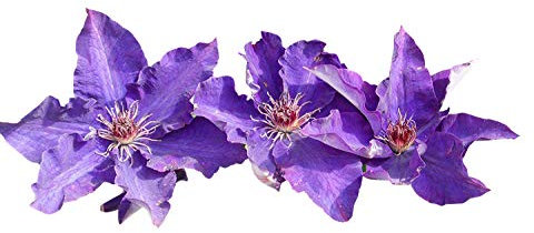 Clematis Samen Mix ***Blaue, Violette und Weise Blüten*** 10 Samen -Großblütige Arten-