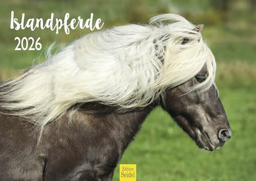 Edition Seidel Premium Kalender Islandpferde 2026 Format DIN A3 Wandkalender Pferdekalender Isländer Tiere Pony Stute Hengst Fohlen