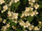 10 Samen von Philadelphus coronarius Mock orange Strauch