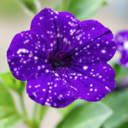 Carbeth Plants - Petunia Night Sky - Semi-Trailing Variety in 9cm Pot - Ideal for Baskets and Patio Planters (3)