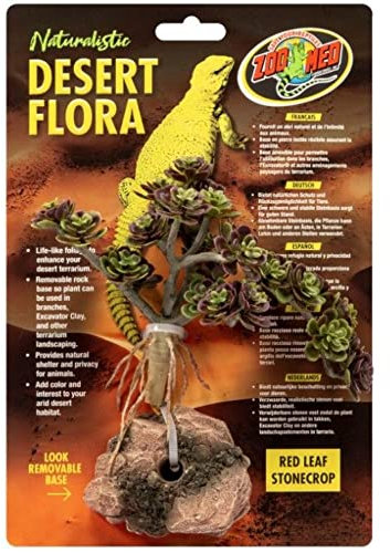 Zoo Med Red Leaf Stonecrop Desert Flora Terrarium Plant