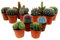 Plant in a Box - Mezcla de Mini Cactus - Mezcla de 12 Piezas - Cactus Reales - Maceta 5,5cm - Altura 5-10cm