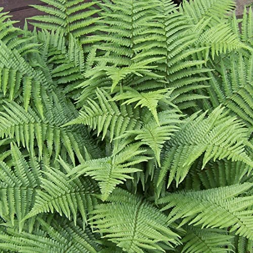 6x Wurmfarn - Dryopteris filix-mas - Topf 9x9cm