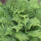6x Wurmfarn - Dryopteris filix-mas - Topf 9x9cm