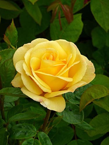 Rose My Lovely Mum- A Beautiful Yellow Potted Garden Rose for Mother's Day - Gift to Send A Special Mum Or Mom