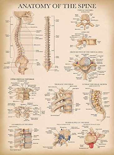 Palace Learning Poster Anatomie der Wirbelsäule, laminiert, 45,7 x 61 cm