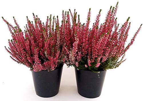 POWERS TO FLOWERS - ERICA CALLUNA ROSSA 2 PIANTE V12CM, piante vere