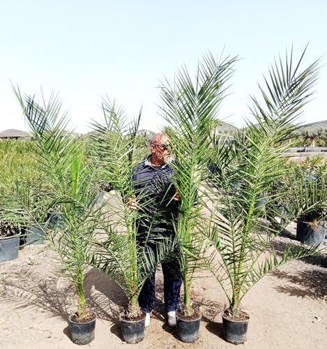 2er Set Kanarische Dattelpalmen (Phoenix canariensis) 190-210 cm – robuste, kräftige Palmen winterhart & pflegeleicht – ideal für Garten, Terrasse & Balkon – keine Jungpflanzen