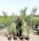2er Set Kanarische Dattelpalmen (Phoenix canariensis) 190-210 cm – robuste, kräftige Palmen winterhart & pflegeleicht – ideal für Garten, Terrasse & Balkon – keine Jungpflanzen