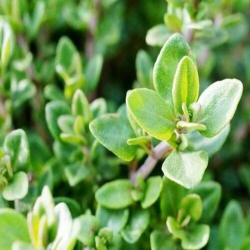 Semi di timo verde 55 pezzi