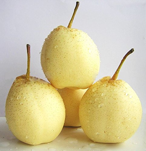 Bianco cinese Pera Nashi Pera Ya Pera Pearple Pyrus Bretschneideri Seeds 10 PCS