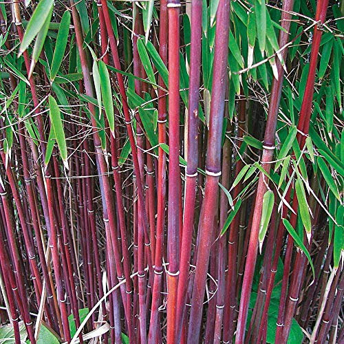 Red Umbrella Bamboo Hardy Garden Plant 'Asian Wonder' 1 x 5L Potted Plant by Thompson and Morgan