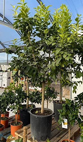 Limone rosso Citrus limonimedica pigmentata pianta di agrumi di Sicilia in mastello ø40 cm h. 140/160 cm