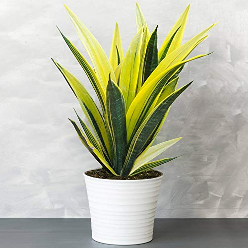 Sansevieria Golden Flame - Langue de Belle-mère | Superbe Plante d'intérieur | de 30 à 40 cm Pot inclus