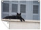 Outdoor-Poster Poster Wanddeko draußen Deko Garten Gartenposter 120x90 cm Katze - Schwarz - Fensterläden - Mädchen - Kinder - Jungen - Kind