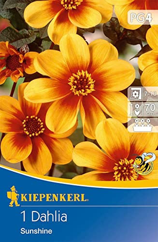 Kiepenkerl 725362, Mignon-Dahlie Sunshine, schwarzes Laub, zur Pflanzung in Beet Kübel und Rabatten geeignet, Nektarlieferant für Bienen Hummeln und Schmetterlinge