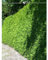 Lebensbaum Thuja Brabant 80-100 cm. 10 Heckenpflanzen. Blickdichte Thujahecke