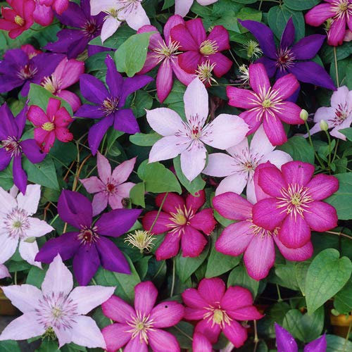 Clematis Tricolour 3 Plants 3 Colours Mixed Display Garden Flower Plant in Pot
