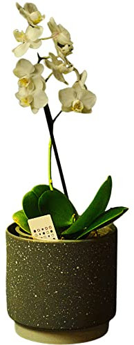 White Orchid Real Houseplant. Single Spiked Phalaenopsis Orchid Plant. A Live Potted Plant Perfect to Send for Any Occasion including Easter, Mother's Day, Birthday, Christmas, Valentines.